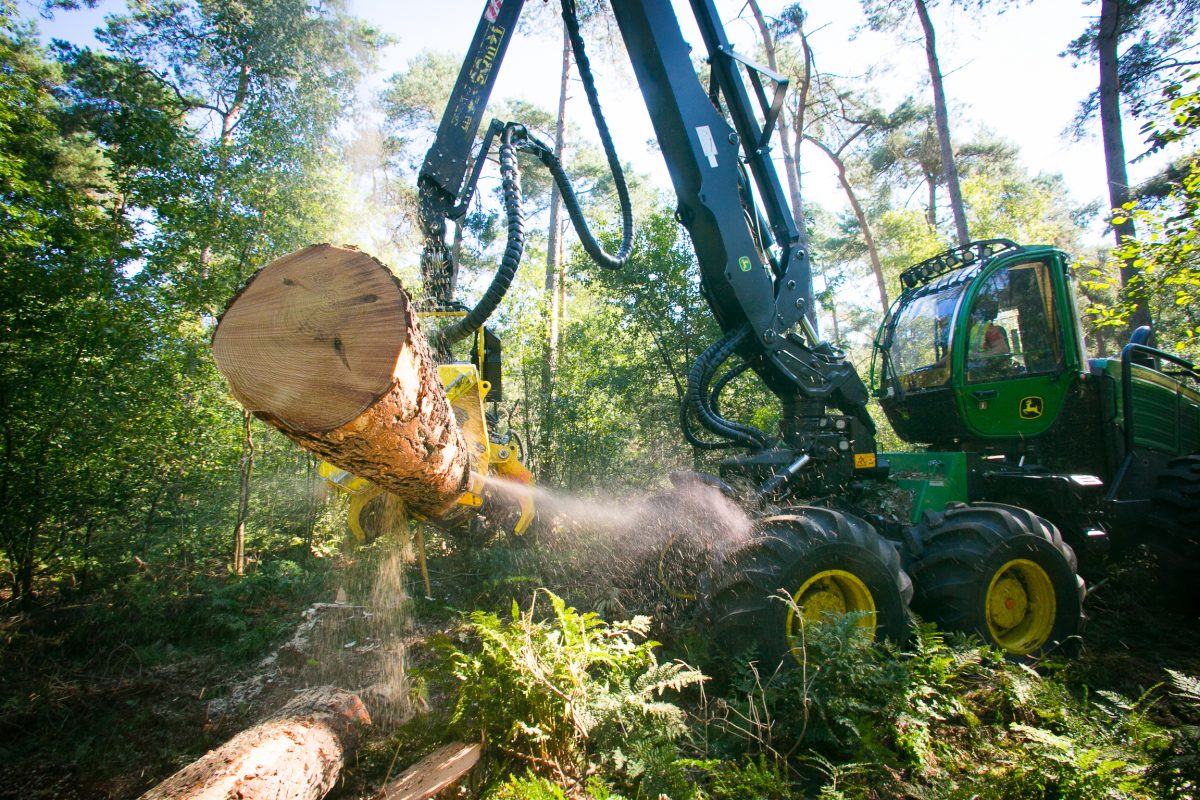 Houtoogst Staatsbosbeheer Fotograaf houtoogst Storytelling