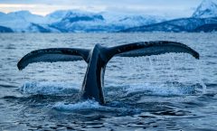 Whale tail by Piet fotograaf TEAM MAPITO