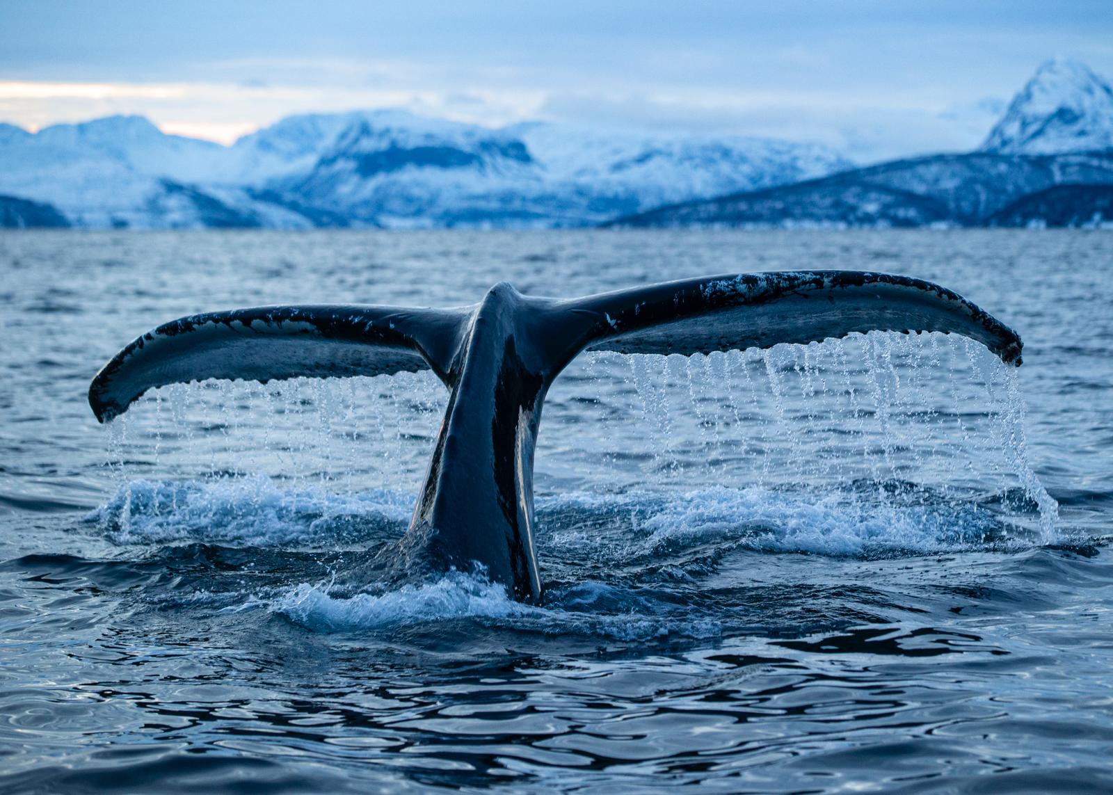 Whale tail by Piet fotograaf TEAM MAPITO